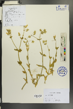  (Stellaria kotschyana - Ge00095)  @11 [ ] CreativeCommons  Attribution Non-Commercial Share-Alike  Unspecified Herbarium of South China Botanical Garden
