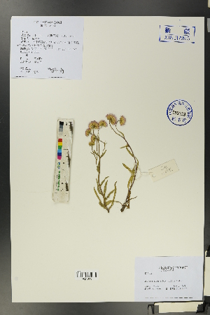  ( - Ge00096)  @11 [ ] CreativeCommons  Attribution Non-Commercial Share-Alike  Unspecified Herbarium of South China Botanical Garden