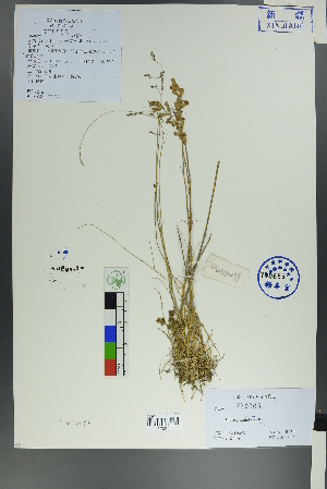  (Silene graminifolia - Ge00099)  @11 [ ] CreativeCommons  Attribution Non-Commercial Share-Alike  Unspecified Herbarium of South China Botanical Garden