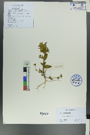 (Halenia elliptica - Ge00106)  @11 [ ] CreativeCommons  Attribution Non-Commercial Share-Alike  Unspecified Herbarium of South China Botanical Garden