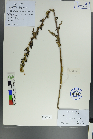  (Pedicularis dolichorrhiza - Ge00110)  @11 [ ] CreativeCommons  Attribution Non-Commercial Share-Alike  Unspecified Herbarium of South China Botanical Garden