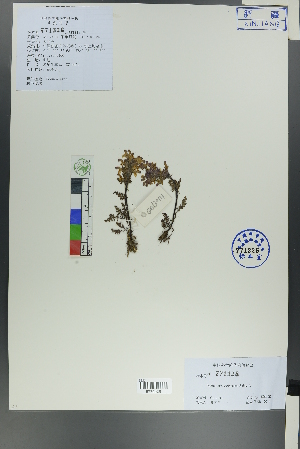  (Pedicularis violascens - Ge00111)  @11 [ ] CreativeCommons  Attribution Non-Commercial Share-Alike  Unspecified Herbarium of South China Botanical Garden