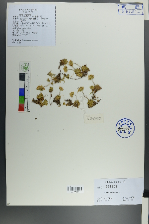  (Androsace - Ge00112)  @11 [ ] CreativeCommons  Attribution Non-Commercial Share-Alike  Unspecified Herbarium of South China Botanical Garden