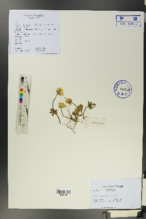  (Ranunculus pulchellus - Ge00120)  @11 [ ] CreativeCommons  Attribution Non-Commercial Share-Alike  Unspecified Herbarium of South China Botanical Garden
