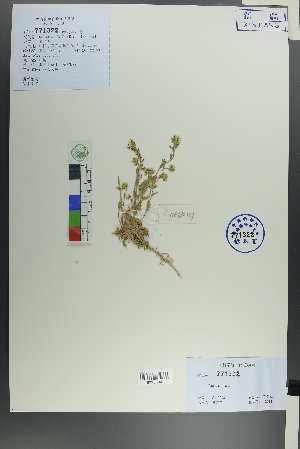  ( - Ge00121)  @11 [ ] CreativeCommons  Attribution Non-Commercial Share-Alike  Unspecified Herbarium of South China Botanical Garden
