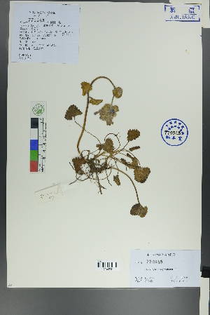  (Dracocephalum grandiflorum - Ge00125)  @11 [ ] CreativeCommons  Attribution Non-Commercial Share-Alike  Unspecified Herbarium of South China Botanical Garden
