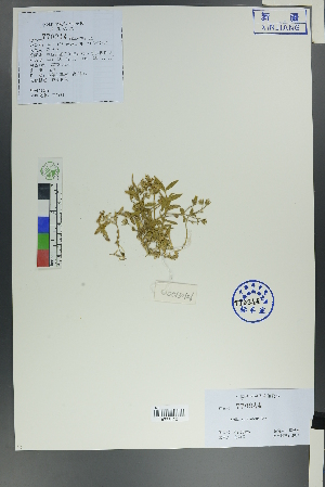  ( - Ge00126)  @11 [ ] CreativeCommons  Attribution Non-Commercial Share-Alike  Unspecified Herbarium of South China Botanical Garden
