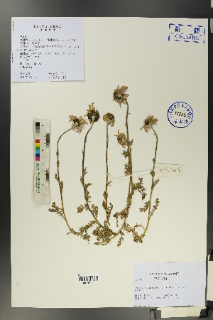  (Tanacetum richterioides - Ge00129)  @11 [ ] CreativeCommons  Attribution Non-Commercial Share-Alike  Unspecified Herbarium of South China Botanical Garden