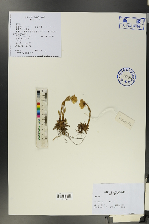  (Saxifraga stenophylla - Ge00132)  @11 [ ] CreativeCommons  Attribution Non-Commercial Share-Alike  Unspecified Herbarium of South China Botanical Garden