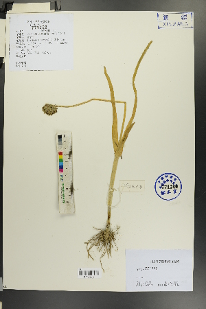  (Allium atrosanguineum - Ge00133)  @11 [ ] CreativeCommons  Attribution Non-Commercial Share-Alike  Unspecified Herbarium of South China Botanical Garden
