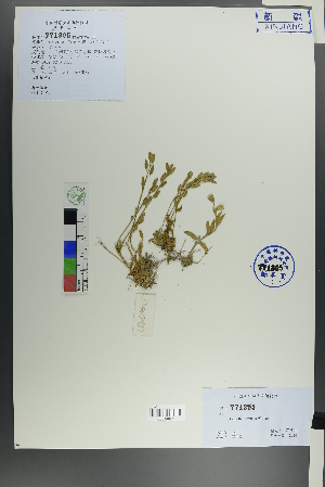  ( - Ge00136)  @11 [ ] CreativeCommons  Attribution Non-Commercial Share-Alike  Unspecified Herbarium of South China Botanical Garden