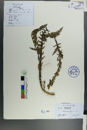  (Pedicularis venusta - Ge00140)  @11 [ ] CreativeCommons  Attribution Non-Commercial Share-Alike  Unspecified Herbarium of South China Botanical Garden