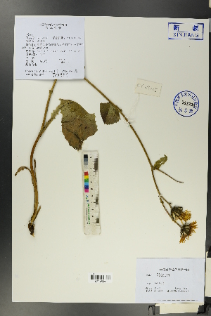  (Crepis sibirica - Ge00143)  @11 [ ] CreativeCommons  Attribution Non-Commercial Share-Alike  Unspecified Herbarium of South China Botanical Garden