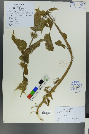  ( - Ge00144)  @11 [ ] CreativeCommons  Attribution Non-Commercial Share-Alike  Unspecified Herbarium of South China Botanical Garden