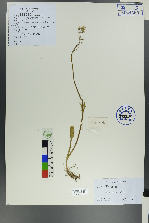  (Valeriana fedtschenkoi - Ge00160)  @11 [ ] CreativeCommons  Attribution Non-Commercial Share-Alike  Unspecified Herbarium of South China Botanical Garden