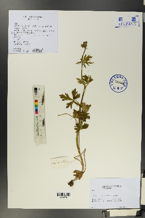  (Aconitum talassicum var. villosulum - Ge00161)  @11 [ ] CreativeCommons  Attribution Non-Commercial Share-Alike  Unspecified Herbarium of South China Botanical Garden