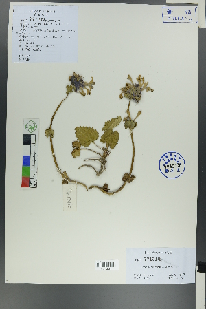  ( - Ge00164)  @11 [ ] CreativeCommons  Attribution Non-Commercial Share-Alike  Unspecified Herbarium of South China Botanical Garden