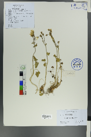  (Chrysosplenium axillare - Ge00168)  @11 [ ] CreativeCommons  Attribution Non-Commercial Share-Alike  Unspecified Herbarium of South China Botanical Garden