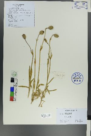  (Silene gonosperma - Ge00170)  @11 [ ] CreativeCommons  Attribution Non-Commercial Share-Alike  Unspecified Herbarium of South China Botanical Garden