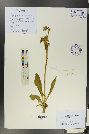  (Swertia marginata - Ge00176)  @11 [ ] CreativeCommons  Attribution Non-Commercial Share-Alike  Unspecified Herbarium of South China Botanical Garden