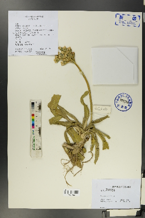  ( - Ge00179)  @11 [ ] CreativeCommons  Attribution Non-Commercial Share-Alike  Unspecified Herbarium of South China Botanical Garden