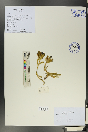  (Gentiana tianschanica - Ge00183)  @11 [ ] CreativeCommons  Attribution Non-Commercial Share-Alike  Unspecified Herbarium of South China Botanical Garden
