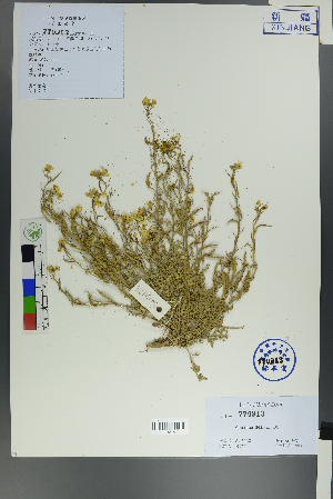  (Chorispora sibirica - Ge00186)  @11 [ ] CreativeCommons  Attribution Non-Commercial Share-Alike  Unspecified Herbarium of South China Botanical Garden