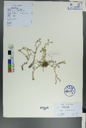 ( - Ge00188)  @11 [ ] CreativeCommons  Attribution Non-Commercial Share-Alike  Unspecified Herbarium of South China Botanical Garden