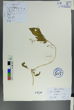  ( - Ge00194)  @11 [ ] CreativeCommons  Attribution Non-Commercial Share-Alike  Unspecified Herbarium of South China Botanical Garden