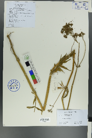 ( - Ge00208)  @11 [ ] CreativeCommons  Attribution Non-Commercial Share-Alike  Unspecified Herbarium of South China Botanical Garden