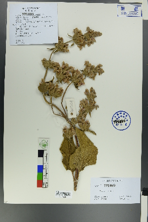  ( - Ge00209)  @11 [ ] CreativeCommons  Attribution Non-Commercial Share-Alike  Unspecified Herbarium of South China Botanical Garden