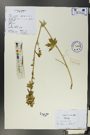  (Delphinium trichophorum - Ge00216)  @11 [ ] CreativeCommons  Attribution Non-Commercial Share-Alike  Unspecified Herbarium of South China Botanical Garden