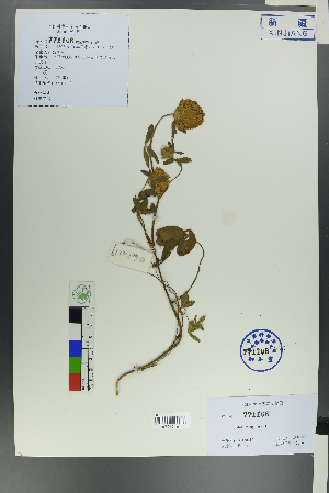  ( - Ge00217)  @11 [ ] CreativeCommons  Attribution Non-Commercial Share-Alike  Unspecified Herbarium of South China Botanical Garden