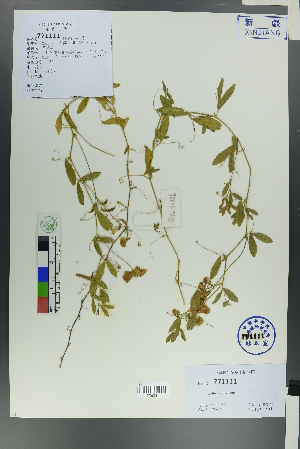  ( - Ge00224)  @11 [ ] CreativeCommons  Attribution Non-Commercial Share-Alike  Unspecified Herbarium of South China Botanical Garden