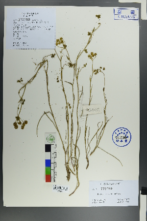  (Bupleurum thianschanicum - Ge00229)  @11 [ ] CreativeCommons  Attribution Non-Commercial Share-Alike  Unspecified Herbarium of South China Botanical Garden