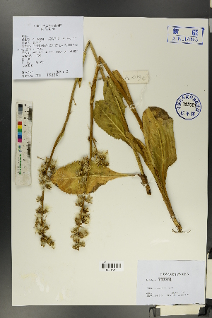  (Ligularia alpigena - Ge00232)  @11 [ ] CreativeCommons  Attribution Non-Commercial Share-Alike  Unspecified Herbarium of South China Botanical Garden