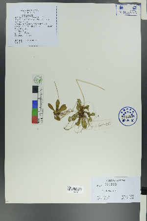  ( - Ge00245)  @11 [ ] CreativeCommons  Attribution Non-Commercial Share-Alike  Unspecified Herbarium of South China Botanical Garden