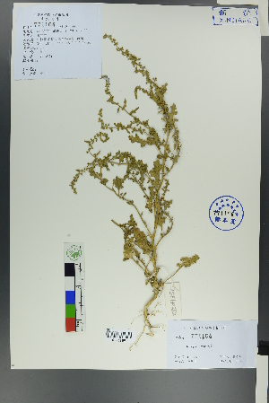  ( - Ge00250)  @11 [ ] CreativeCommons  Attribution Non-Commercial Share-Alike  Unspecified Herbarium of South China Botanical Garden