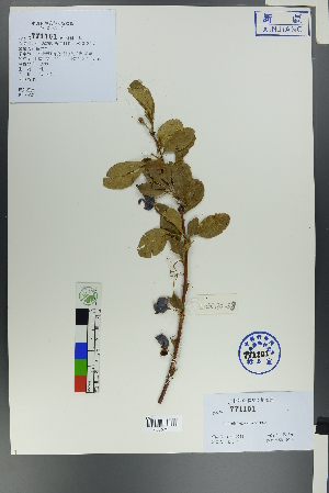  (Berberis heteropoda - Ge00256)  @11 [ ] CreativeCommons  Attribution Non-Commercial Share-Alike  Unspecified Herbarium of South China Botanical Garden