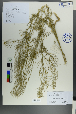  ( - Ge00263)  @11 [ ] CreativeCommons  Attribution Non-Commercial Share-Alike  Unspecified Herbarium of South China Botanical Garden