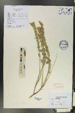  (Artemisia rutifolia - Ge00270)  @11 [ ] CreativeCommons  Attribution Non-Commercial Share-Alike  Unspecified Herbarium of South China Botanical Garden