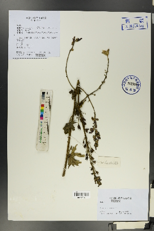  (Aconitum nemorum - Ge00271)  @11 [ ] CreativeCommons  Attribution Non-Commercial Share-Alike  Unspecified Herbarium of South China Botanical Garden