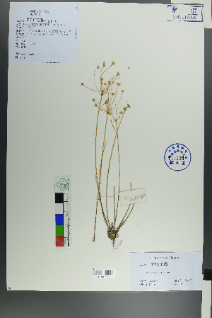  ( - Ge00278)  @11 [ ] CreativeCommons  Attribution Non-Commercial Share-Alike  Unspecified Herbarium of South China Botanical Garden