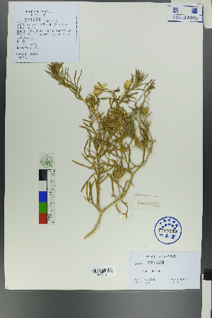  ( - Ge00280)  @11 [ ] CreativeCommons  Attribution Non-Commercial Share-Alike  Unspecified Herbarium of South China Botanical Garden