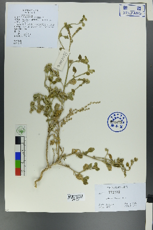  ( - Ge00291)  @11 [ ] CreativeCommons  Attribution Non-Commercial Share-Alike  Unspecified Herbarium of South China Botanical Garden