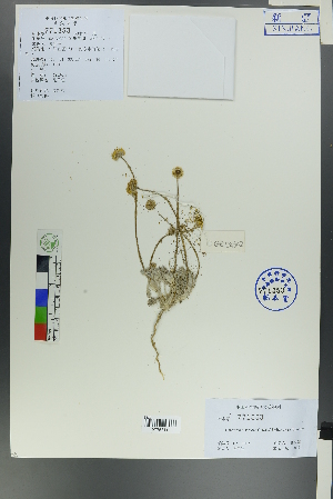  (Cancrinia discoidea - Ge00300)  @11 [ ] CreativeCommons  Attribution Non-Commercial Share-Alike  Unspecified Herbarium of South China Botanical Garden