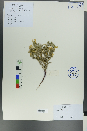  (Arnebia guttata - Ge00301)  @11 [ ] CreativeCommons  Attribution Non-Commercial Share-Alike  Unspecified Herbarium of South China Botanical Garden