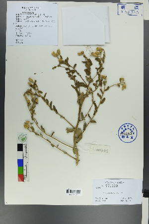  (Karelinia caspica - Ge00303)  @11 [ ] CreativeCommons  Attribution Non-Commercial Share-Alike  Unspecified Herbarium of South China Botanical Garden