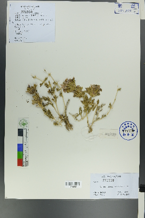  (Lagochilus diacanthophyllus - Ge00312)  @11 [ ] CreativeCommons  Attribution Non-Commercial Share-Alike  Unspecified Herbarium of South China Botanical Garden