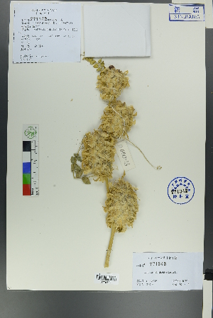  (Astragalus vulpinus - Ge00314)  @11 [ ] CreativeCommons  Attribution Non-Commercial Share-Alike  Unspecified Herbarium of South China Botanical Garden